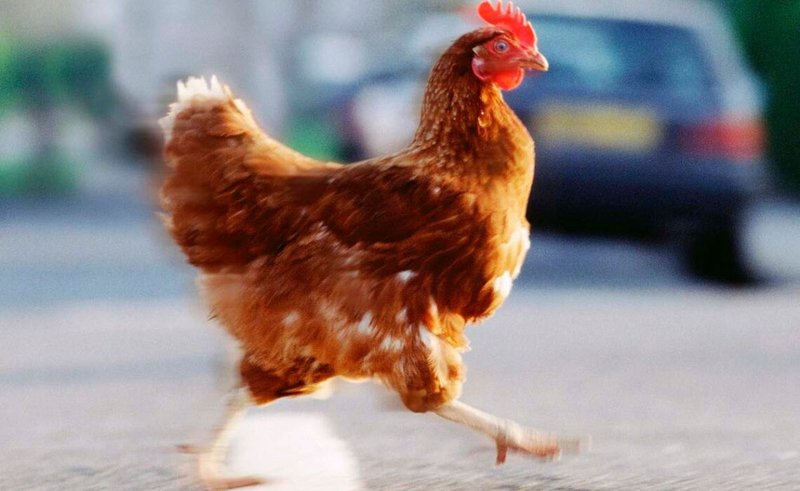 Image: Descubre la emocionante jugabilidad del Juego Chicken Road en España