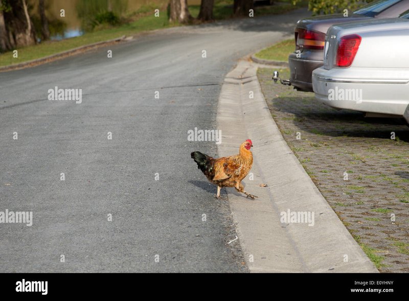 Een Gokker in het Gekozen: De Magie van Chicken Road Online Spellen - overview